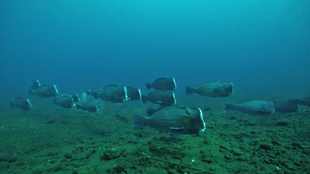 Large school of bumped parrot fishs.