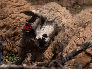 Sleeping sheep