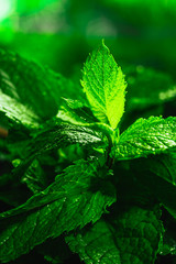 Fresh green mint close-up on a dark background