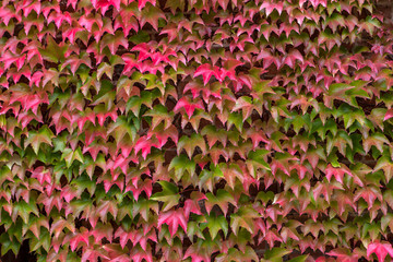 Wall overgrown with green red ivy leaves