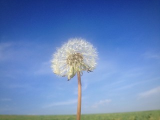 pusteblume auf der wiese vor blauem himmel