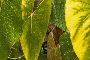 Rain Covered Anthurium Leaves in Shades of Yellow and Green