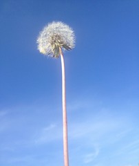 pusteblume aus froschperspektive vor blauem himmel