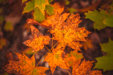 autumn leaves yellow and green of the tree