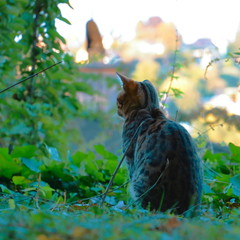 junge Bengalkatze