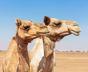 camels in the desert