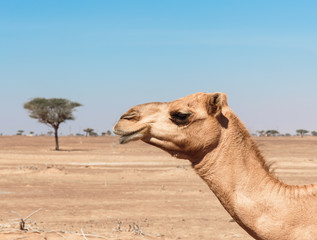 camels in the desert