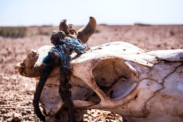 Cranio  nel deserto