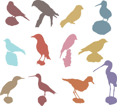 Collection of Vector Silhouette Birds