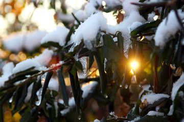 Закатное солнце в зимнем саду. Жимолость садовая в...
