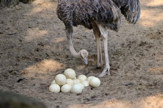 Weiblicher Vogelstrauß zählt die Eier im Nest 