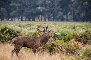 Majestic powerful red deer stag Cervus Elaphus in forest landsca