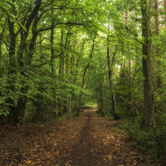 Wonderful atmospheric forest landscape image in Autumn Fall