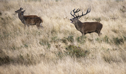 Beautiful Family group herd of red deer stag cervus elaphus duri