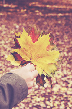 Maple leaves bunch in woman's hand