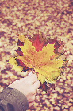 Female hand holding bunch of colorful autumn leaves