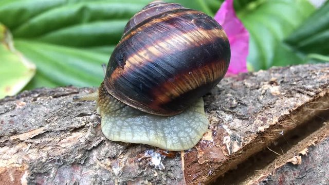 Brown snail turns and crawls on a tree trunk, timelapse