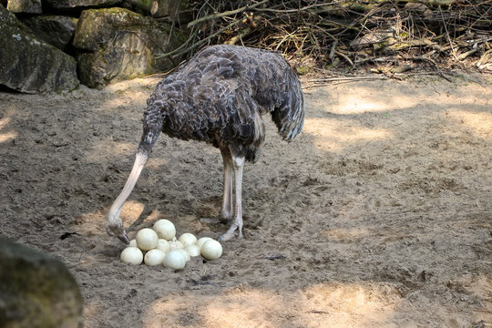 Weiblicher Vogelstrauß beobachtet Eier 