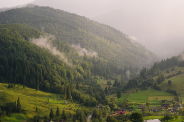Obraz premium Spruce trees in the morning sunlight. Carpathian mountains with fog. Ukraine
