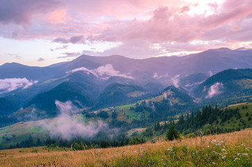 Spruce trees in the morning sunlight. Carpathian mountains with fog.
