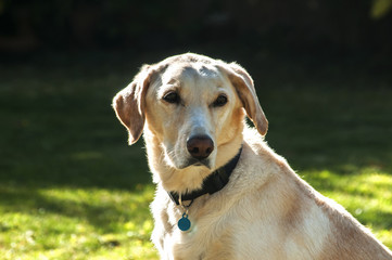 Female labrador dog head closeup in sunny day