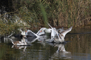 White butterfly sitting on purple flowers