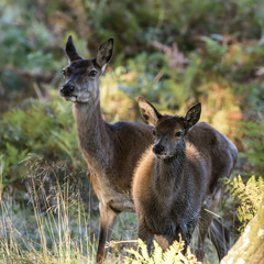 Beautiful Family group herd of red deer stag cervus elaphus duri