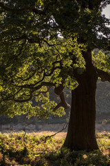 Beautiful acorn oak tree in forest landscape with dappled sunlig