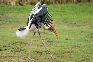Painted Stork (Mycteria leucocephala)