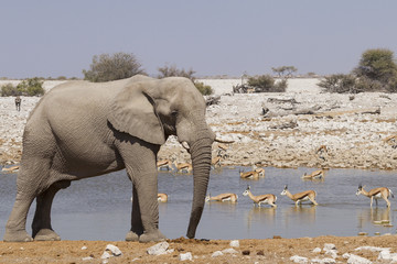 elefante e antilopi nel parco Etosha in Namibia