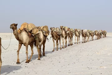 Crédence de cuisine en verre imprimé Chameau Caravane de chameaux transportant du sel dans le désert de Danakil en Afrique, en Éthiopie