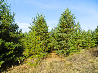 Big lonely pine on a hill