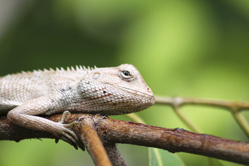 Chameleon