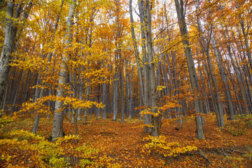 Obraz premium Autumn beech trees forest