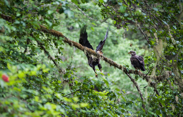 Golden Eagle male and female meeting on a branch