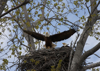 Eagle Landing on Nest