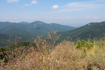 Obraz premium Shenandoah National Park 
