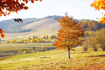 Autumn nature landscape