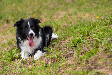 Border Collie