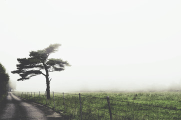 Foggy road. Yatsugatae mountains, Nagano Prefecture, Japan. 2016