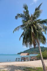 Coconut palm on a tropical beach