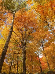 automne