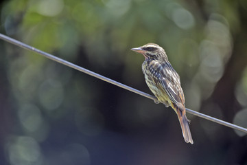 Streaked flycatcher on a branch in the forest