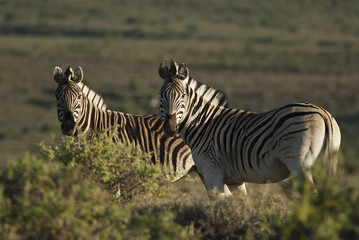 Fototapeta na wymiar Burchell's Zebra, Equus quagga burchellii, Karoo National Park, South Africa