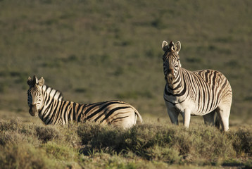 Burchell's Zebra, Equus quagga burchellii, Karoo National Park, South Africa