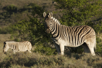 Burchell's Zebra, Equus quagga burchellii, Karoo National Park, South Africa