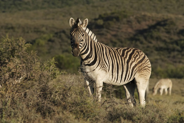 Naklejka premium Burchell's Zebra, Equus quagga burchellii, Karoo National Park, South Africa