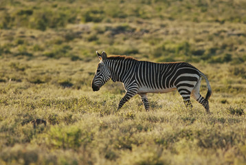 Fototapeta na wymiar Mountain Zebra, Equus zebra, Karoo National Park, South Africa