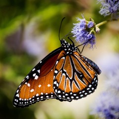 Queen butterfly on purple flower in a square frame