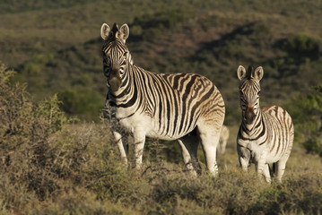 Fototapeta premium Burchell's Zebra, Equus quagga burchellii, Karoo National Park, South Africa